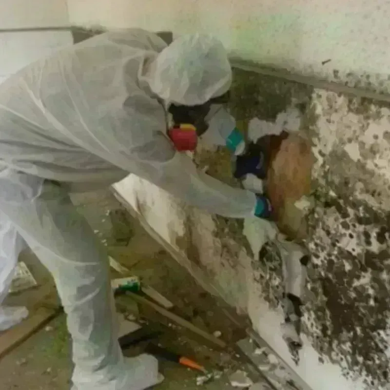 Mold Remediation and Removal in Fox Farm-College, WY